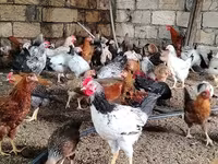 Chickens — 7-rasm