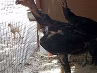 Chickens — عکس 7