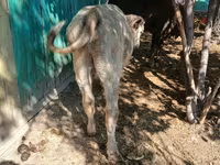 วัวตัวผู้, Simmental cattle — รูปภาพ 5