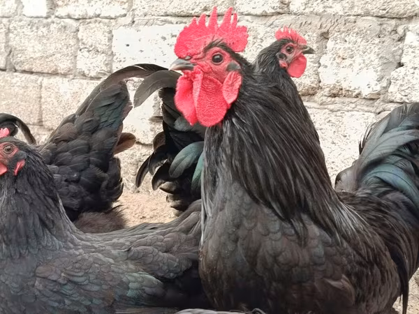 Australorp