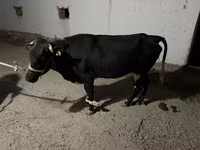 Mucca, Latvian Blue cattle — foto 2