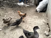 Domestic Muscovy — 1-rasm