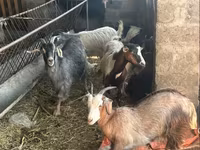 بکری, بکریاں — تصویر 1