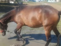 Азаргагүй морь, Horse breed — 4 зураг