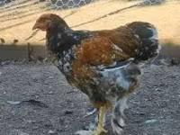 Brahma — foto 1