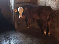 Vacă, Simmental cattle — foto 5