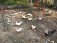 Ducks — 照片 1