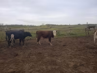 황소, Simmental cattle — 사진 4