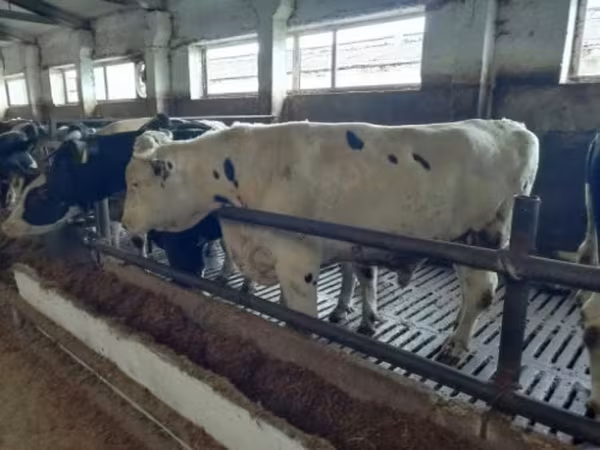 Ko, Holstein-race — Rusland
