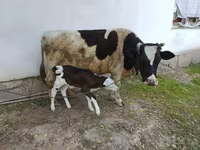 Vacă, Simmental cattle — foto 5