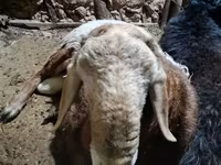 Bagge, Arashan sheep — foto 3