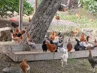 Chickens — عکس 1