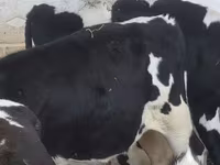 گاو نر, Russian Black pied cattle — عکس 1