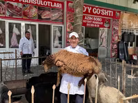 Beran, Ovce — foto 1