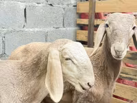 Berbec, Arashan sheep — foto 1