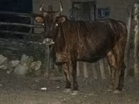 گاو نر, گاو — عکس 4