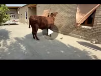Krava, Red Estonian cattle — foto 2