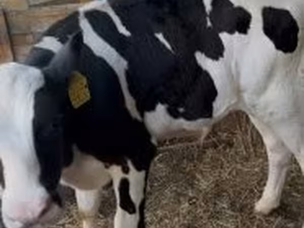 Bull, Russian Black pied cattle — Hungary