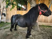 公马, Horses — 照片 3