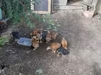 Chickens — 写真 1