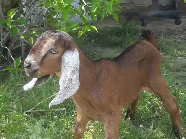 Bode, Nubian Goat