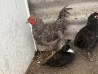 Chickens — عکس 5