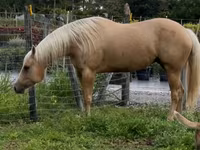 فرس, Quarter Horse — الصورة 6