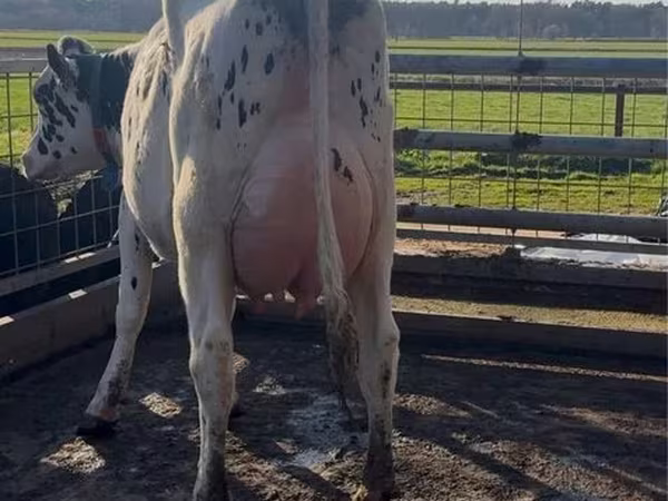Kuh, Holstein-Rasse