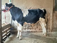 گاو نر, Simmental cattle — عکس 5