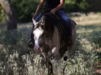 Mare, Quarter Horse — photo 4
