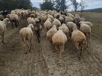 Ovelha, Ovelhas — foto 1