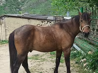 Koń, Azerbaijan horse — zdjęcie 4