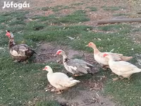 Ducks — Foto 2