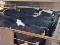 گاو نر, Russian Black pied cattle — عکس 8