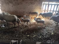 Vædder, Merino sheep — foto 4