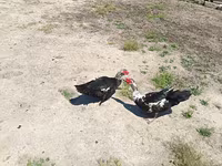 Ducks — Foto 2