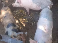 Varkens (partij, geslacht niet gespecificeerd), Дюрок — foto 2