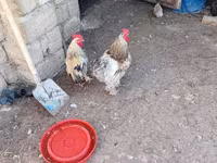 Chickens — عکس 2