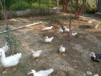 Ducks — 照片 3