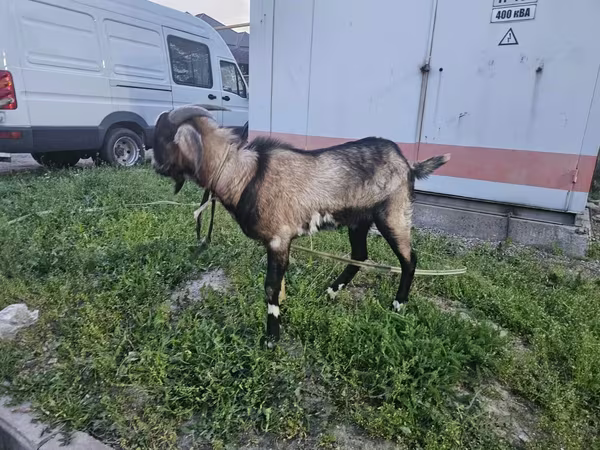 Ziegenbock, Ziegen