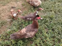 Ducks — 사진 3