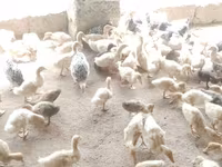 Alman Pekin — foto 3