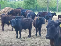 公牛, Aberdeen-Angus — 照片 7