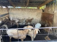 Ovce, Rhon sheep — foto 2