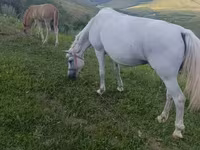 Азаргагүй морь, Адуу — 1 зураг