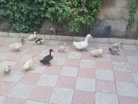 Ducks — عکس 3