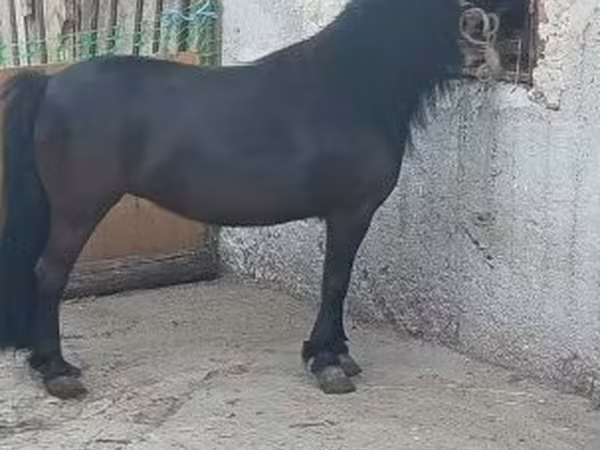 Faras dhaddig, Horses
