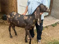 Koza, Kamori goats — foto 1