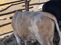 Bulle, Simmental cattle — Foto 1
