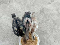 Chickens — ፎቶ 4